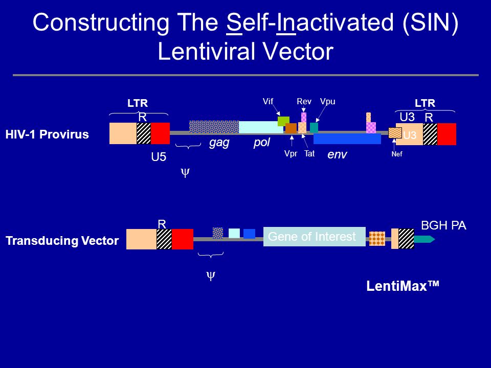 960x720 Introduction Of Lentigen's Hiv Based Lentiviral Vector System