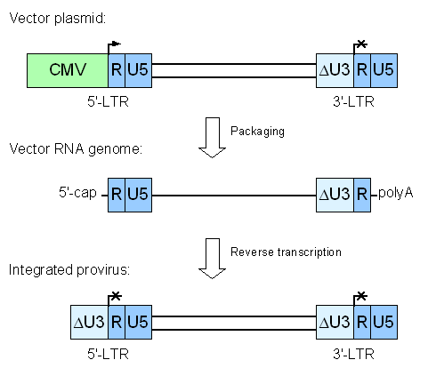 481x423 Lentiviral Gene Ontology Vectors