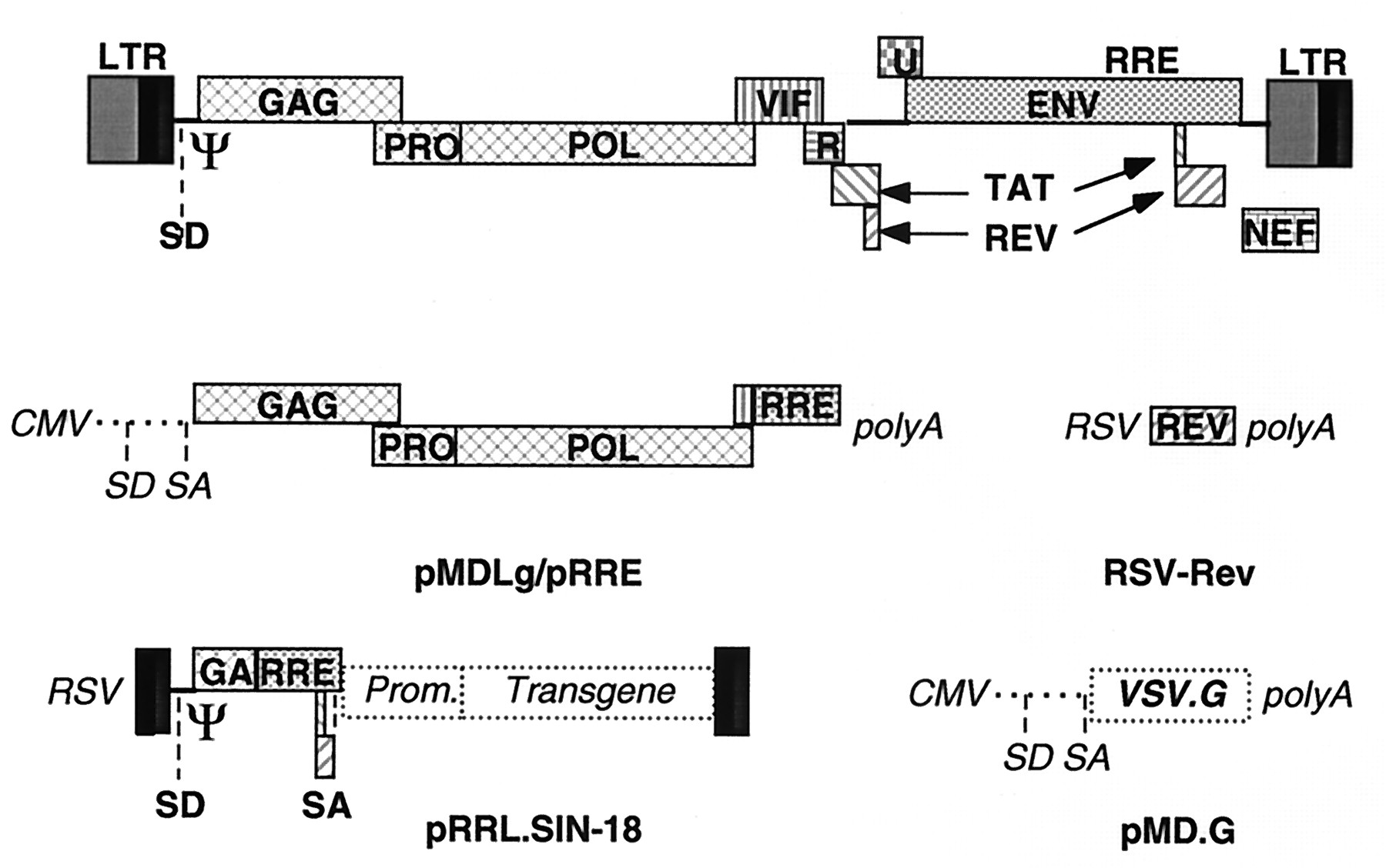 1800x1128 A Third Generation Lentivirus Vector With A Conditional Packaging
