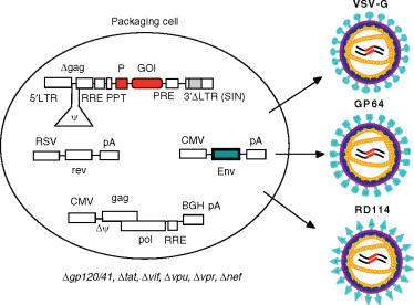 374x276 Recent Advances In Lentiviral Vector Development And Applications