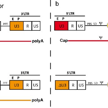 Schema Of A Gammaretroviral Ltr Driven Vector 345x345 Schema Of A Gammaretroviral Ltr Driven Vector