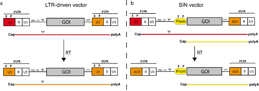 Schema Of A Gammaretroviral Ltr Driven Vector 850x300 Schema Of A Gammaretroviral Ltr Driven Vector
