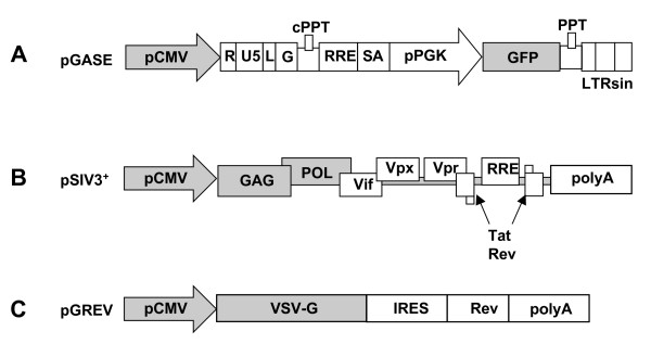 600x317 Schematic Representation Of Siv Derived Sin Vector, Helper