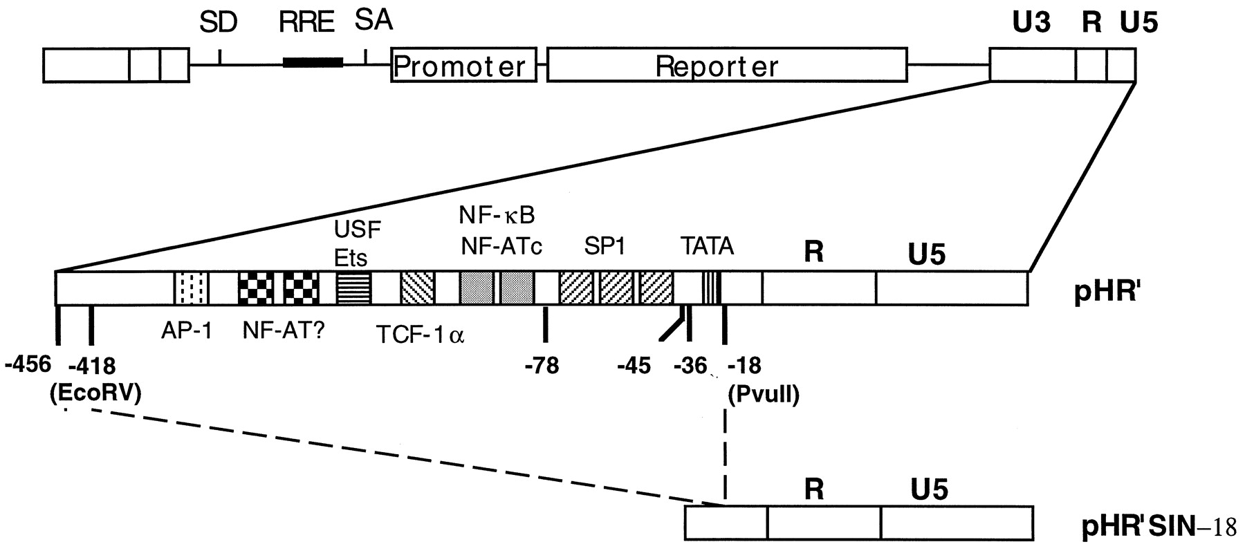 1800x797 Self Inactivating Lentivirus Vector For Safe And Efficient In Vivo