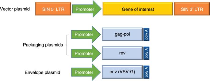 685x265 Clinical Use Of Lentiviral Vectors Leukemia