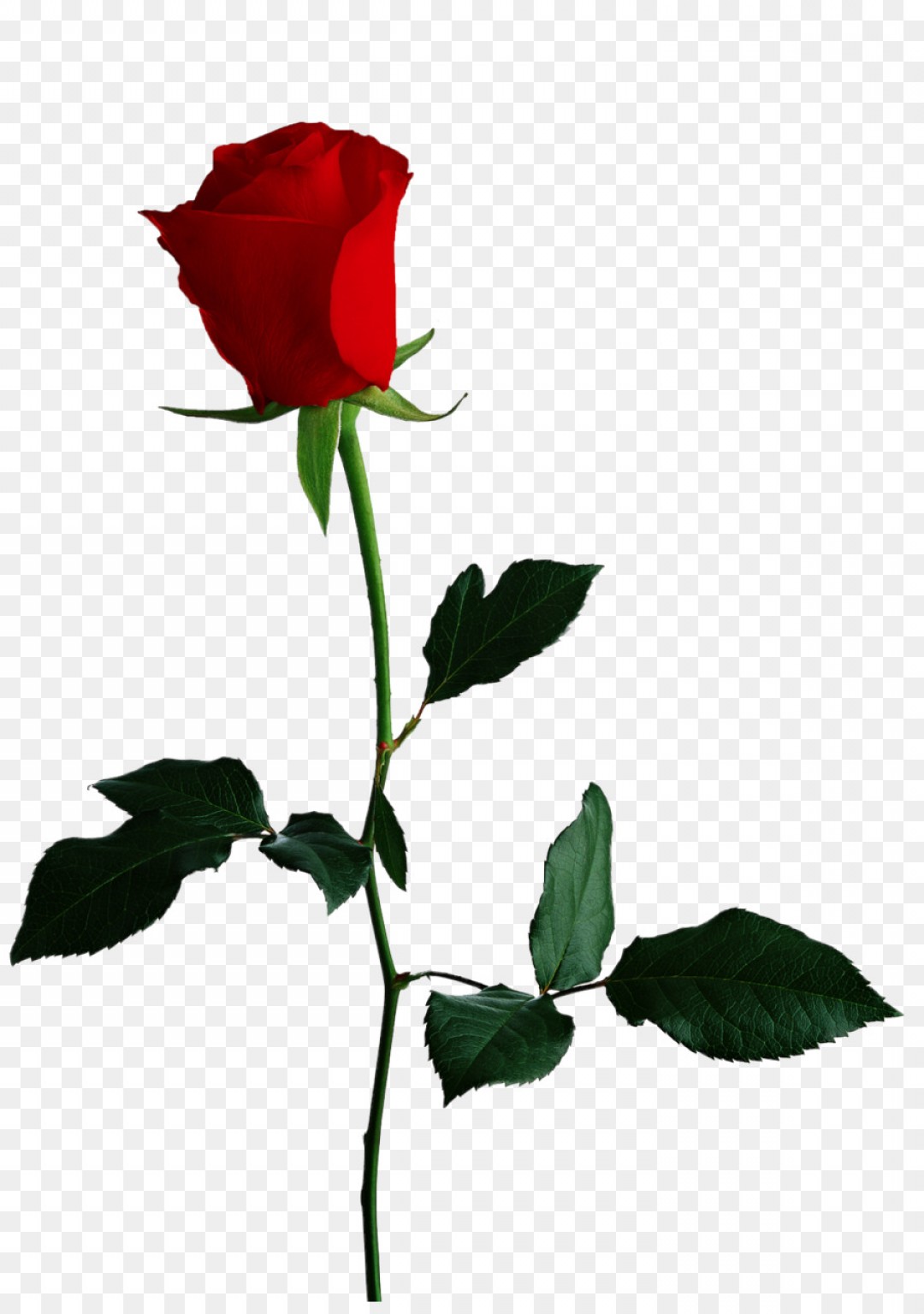 1080x1536 Png Black Rose Flower Clip Art Single Red Rose Transpa Soidergi