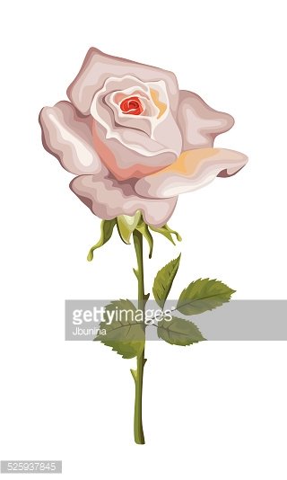 320x534 Single Rose Isolated With Vector Stock Vectors