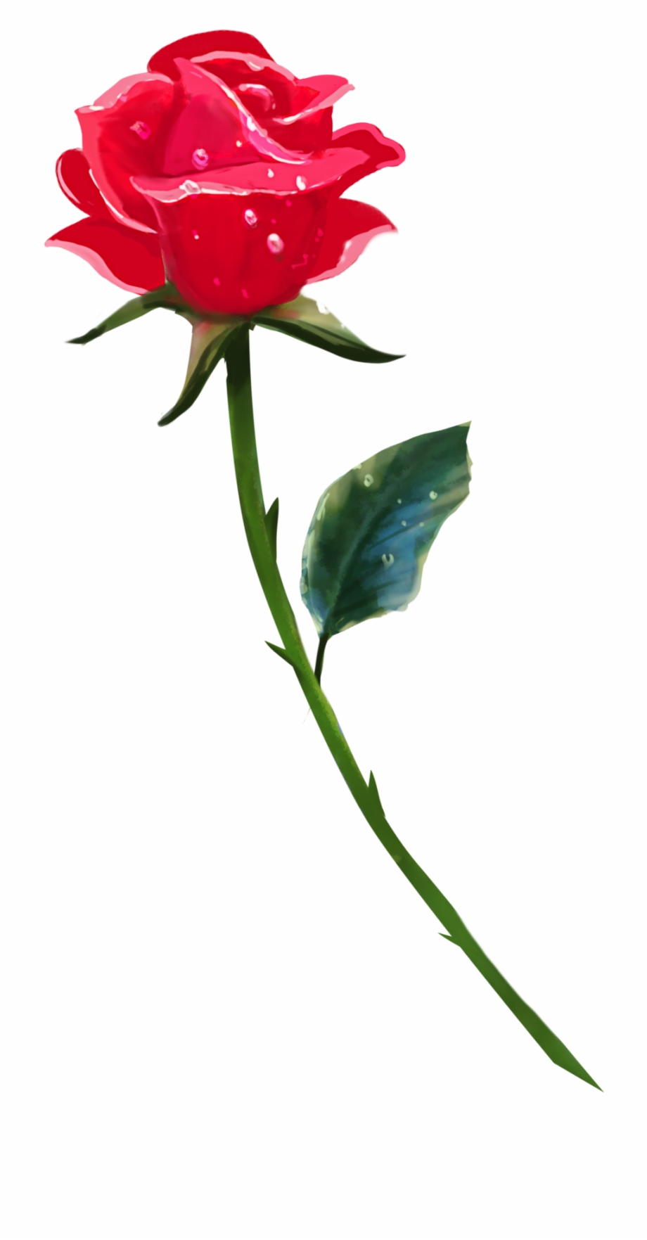920x1763 Single Rose Png Background Image
