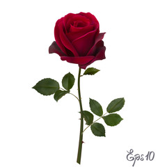 240x240 Single Rose Vector Photos, Royalty Free Images, Graphics, Vectors