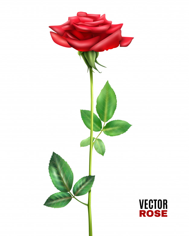 626x782 Single Rose Vectors, Photos And Free Download
