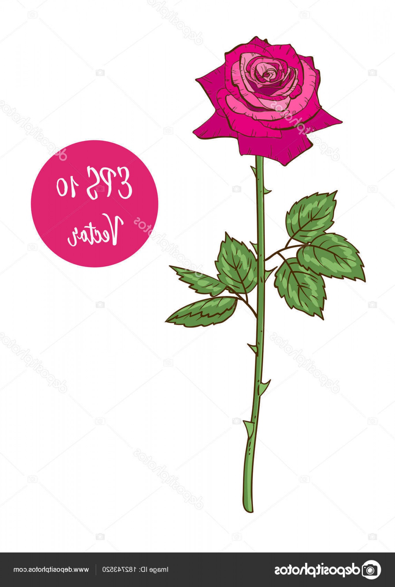 1371x2040 Stock Illustration Single Pink Rose Flower Vector Newwaysys