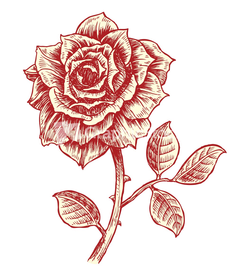 1000x1126 Vintage Rose Vector Image