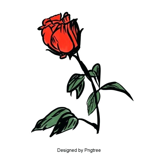 640x640 Drawn Rose