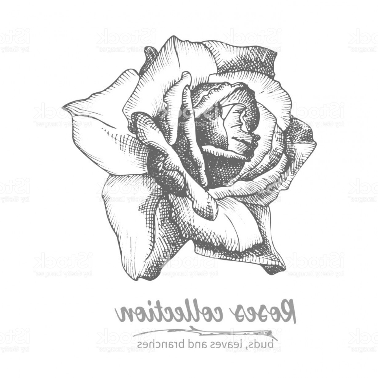 1228x1228 Hand Drawn Sketch Of Rose Single Bud Detailed Vintage Botanical
