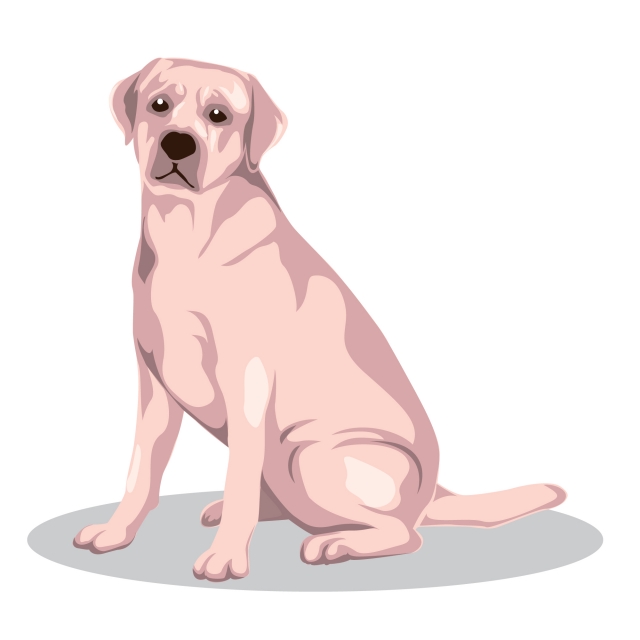 Animal Illustration Dog Vector Illustration Illustration Of Dog 640x640 Animal Illustration Dog Vector Illustration Illustration Of Dog
