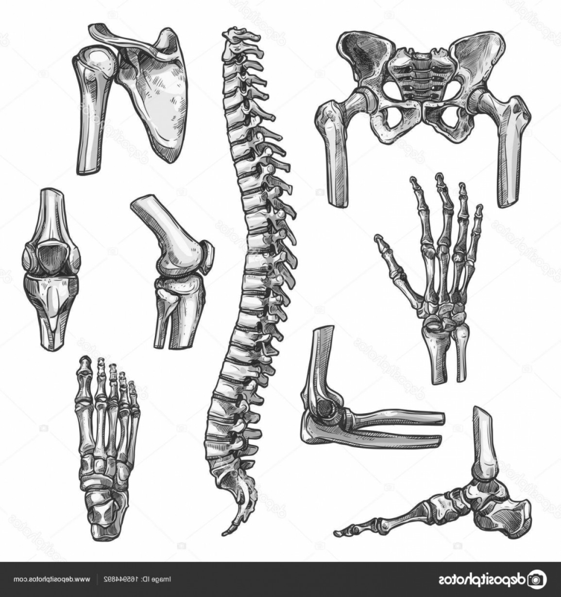 1155x1228 Stock Illustration Bone And Joint Sketches Set Createmepink