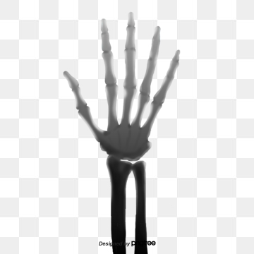 360x360 Skeleton Hand Png, Vector, And Clipart With Transparent
