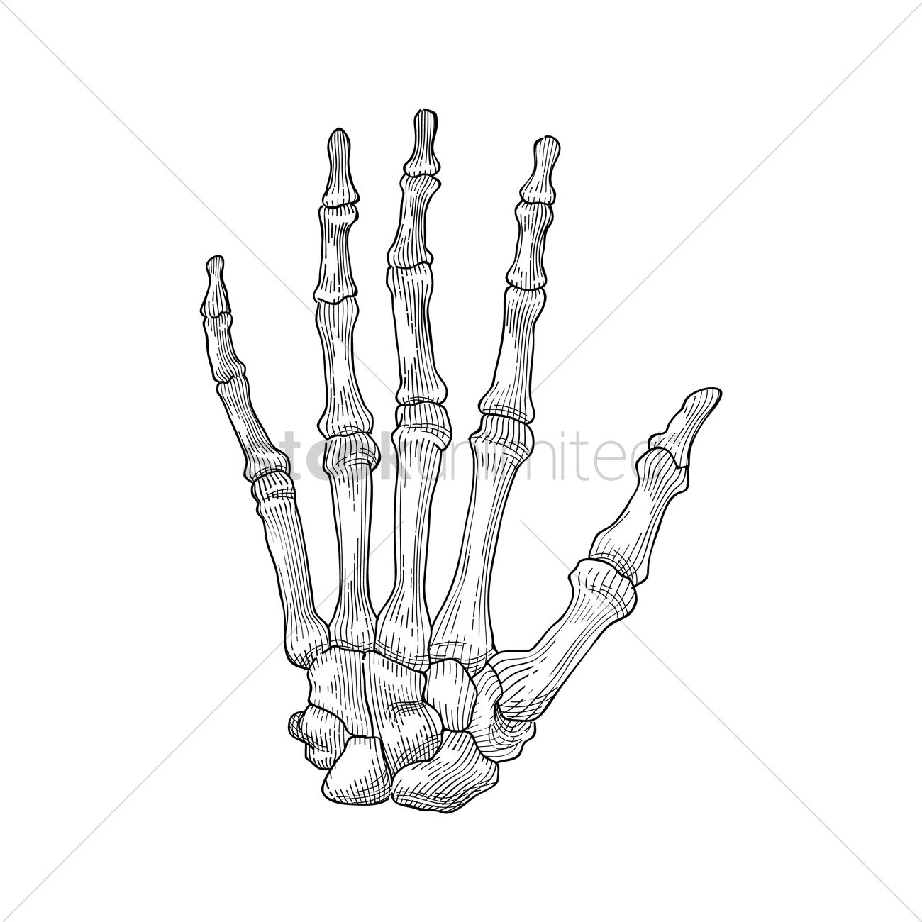 1300x1300 Skeleton Hand Vector Image