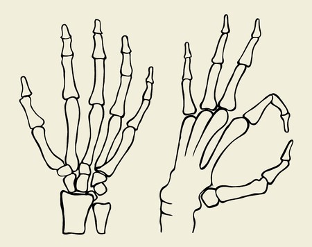 450x356 Set Of Skeleton Hand, Vector Illustration Isolated On Beige