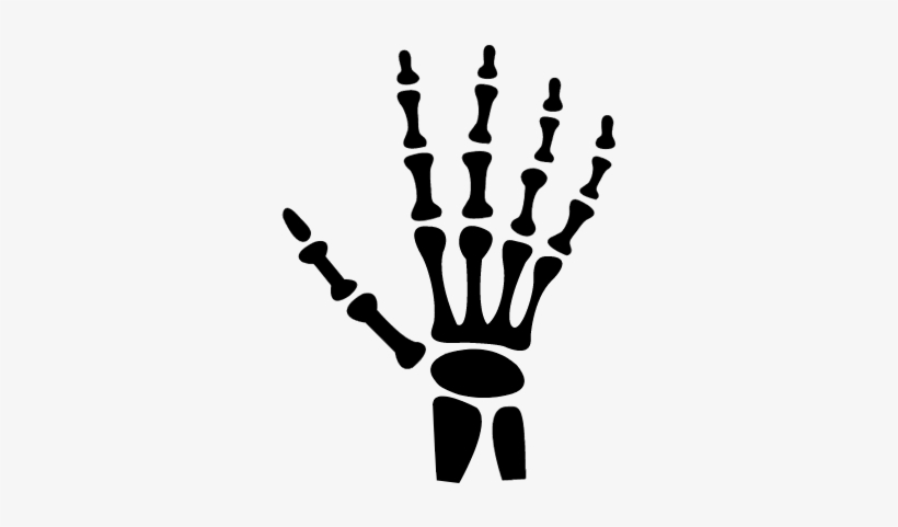 820x481 Human Hand Bones Vector