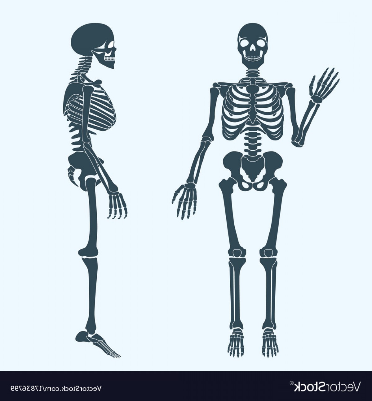 Анатомия скелет вектор