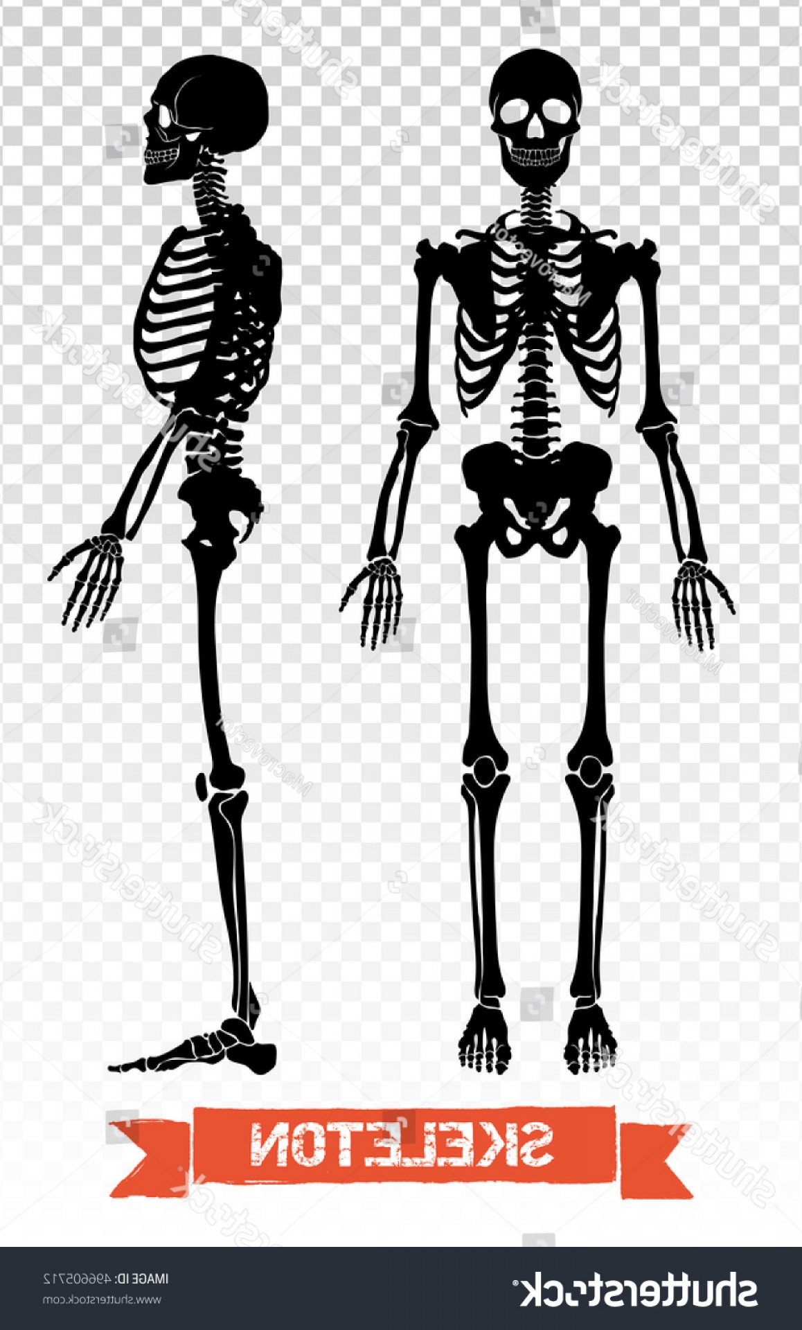 1158x1920 Human Skeleton Profile Silhouette Vector Geekchicpro