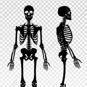 300x300 Human Skeleton Skull Front Side Silhouette Vector Hoodamathrun