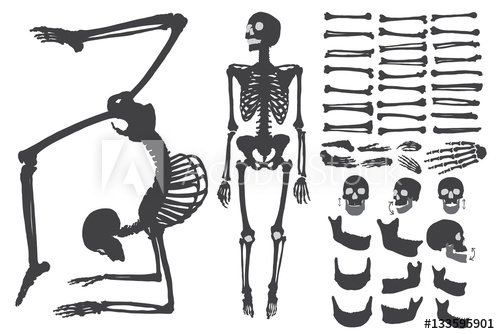 500x334 Human Bones Skeleton Silhouette Collection Set Character Creation