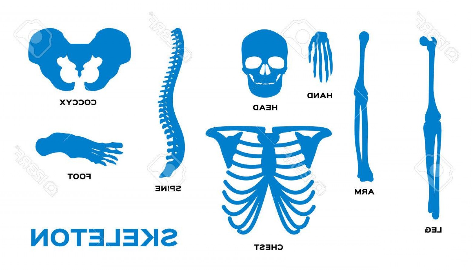 1560x890 Photostock Vector Human Bones Skeleton Silhouette Collection Set