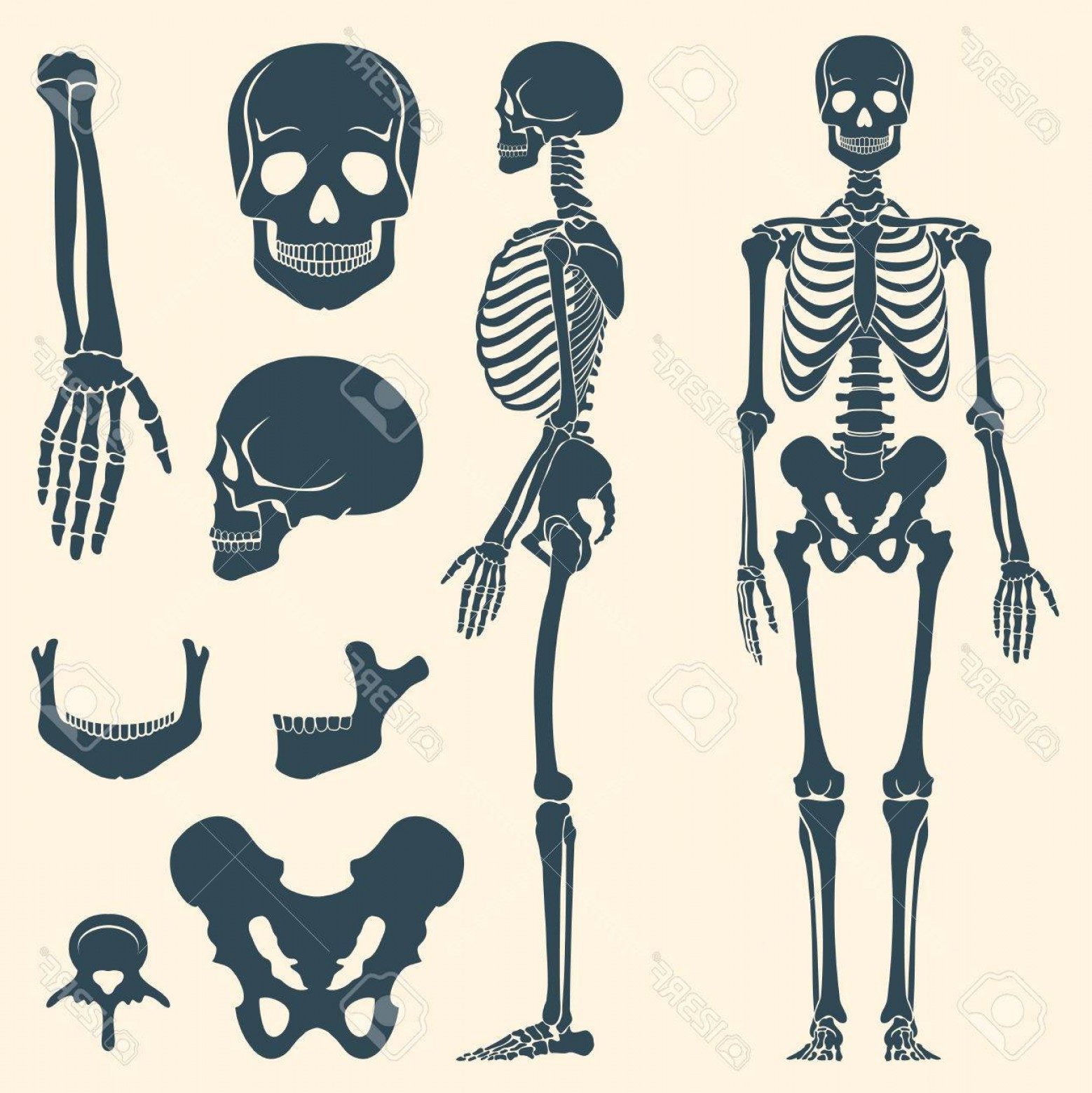 1558x1560 Photostock Vector Human Bones Skeleton Silhouette Vector Set