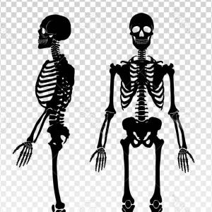 300x300 Photostock Vector Two Black Human Skeleton Silhouettes Front