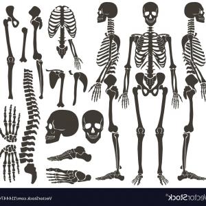 300x300 Stock Illustration Human Skeleton Posters Set Vector Hoodamathrun