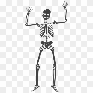Skeleton Vector