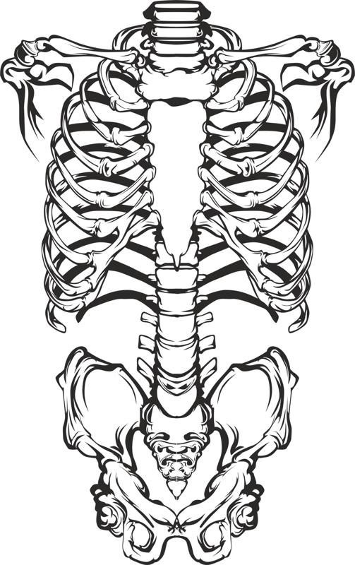 503x800 Human Skeleton Vector Free Vector Cdr Free Download Vector