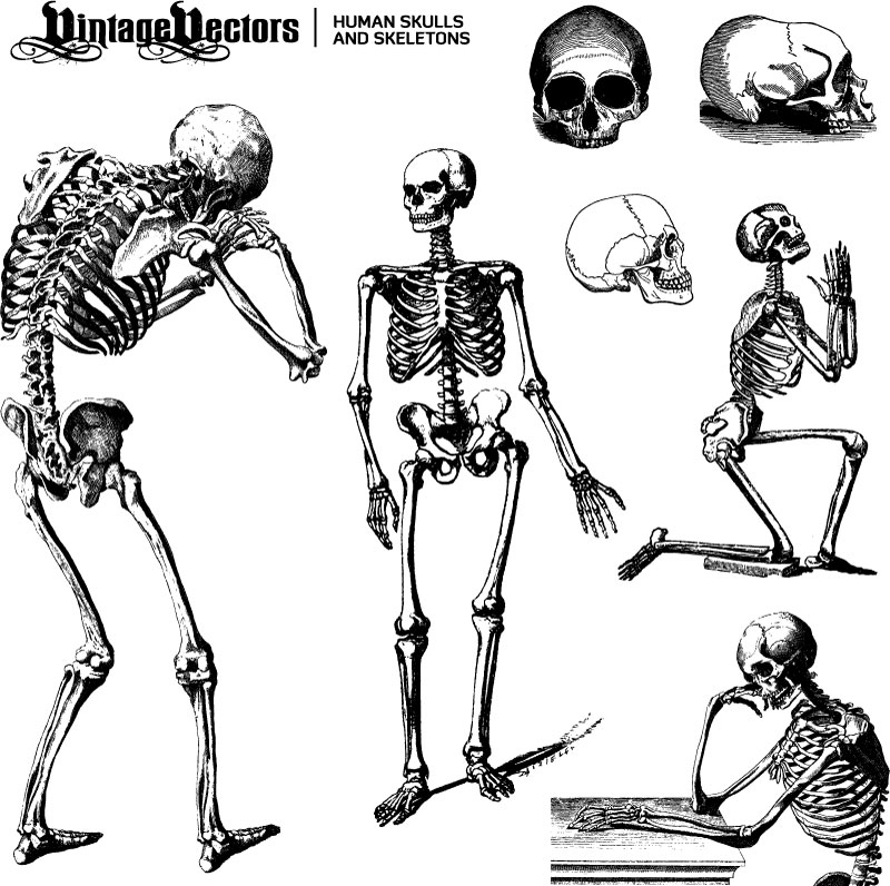 800x796 Human Skeleton Vector Vector Graphics Blog