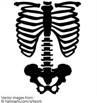 Skeleton Vector at Vectorified.com | Collection of Skeleton Vector free ...