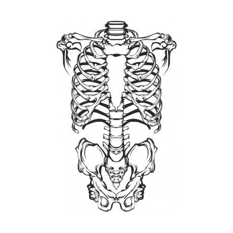 Skeleton Vector Art at Vectorified.com | Collection of Skeleton Vector ...