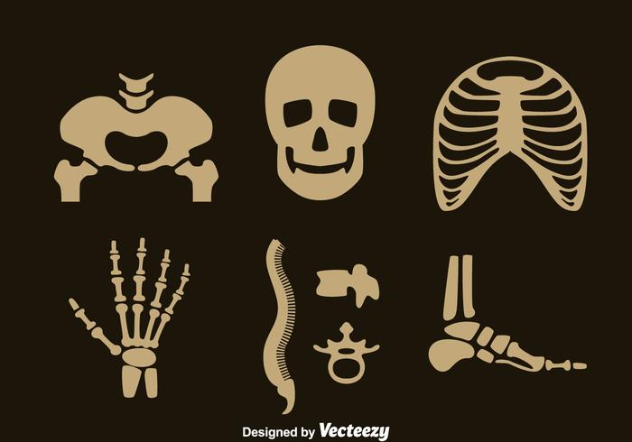 700x490 Human Skeleton Vector Set