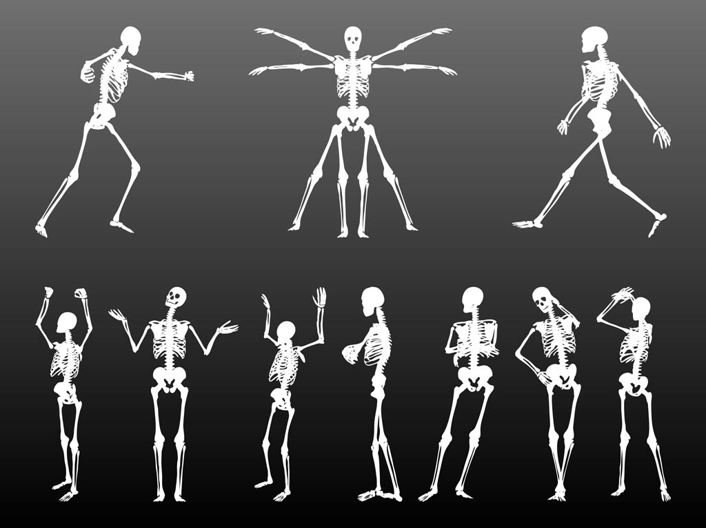 1024x765 Human Skeletons Set Vector Art Graphics