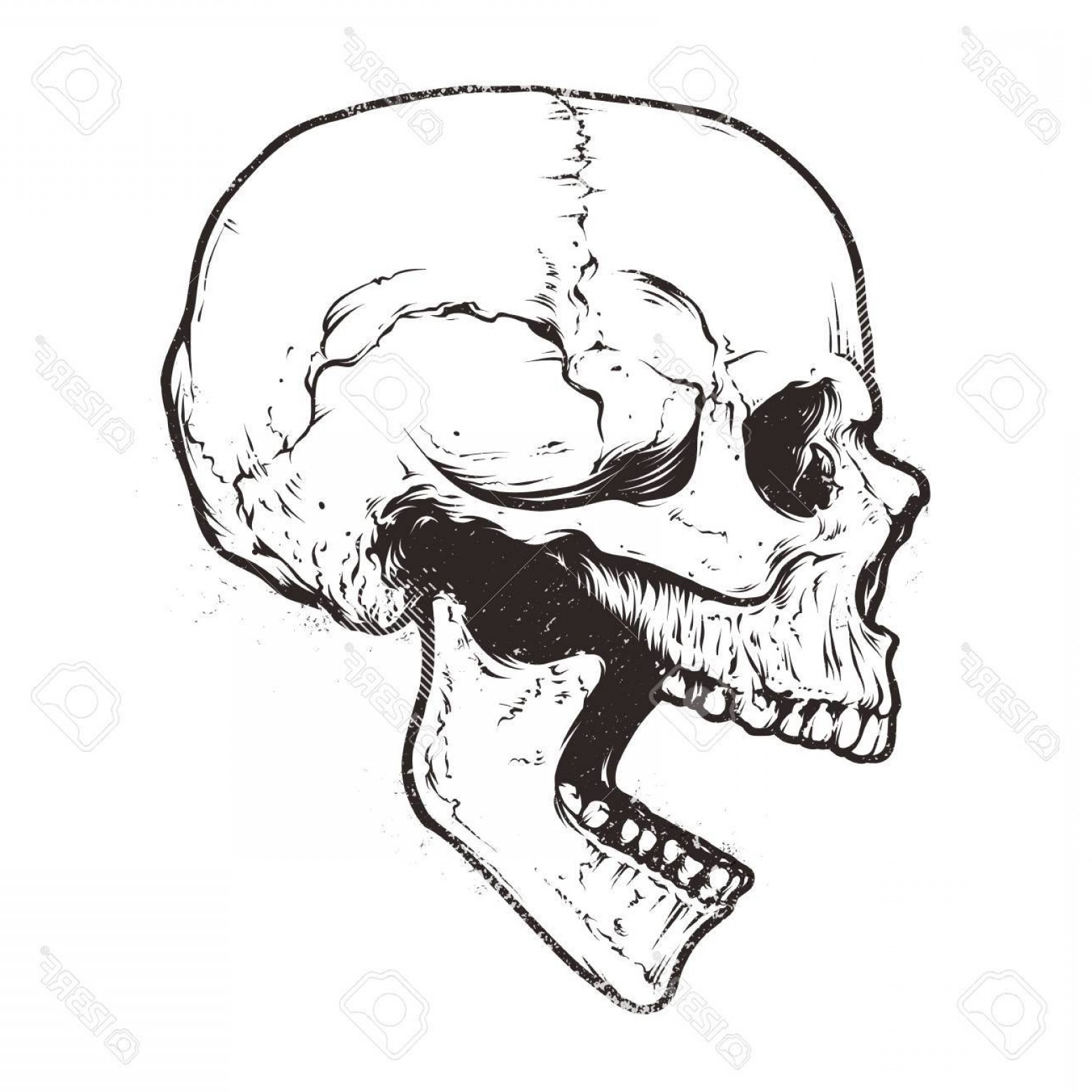 1560x1560 Skeleton Head Vector Art Handandbeak