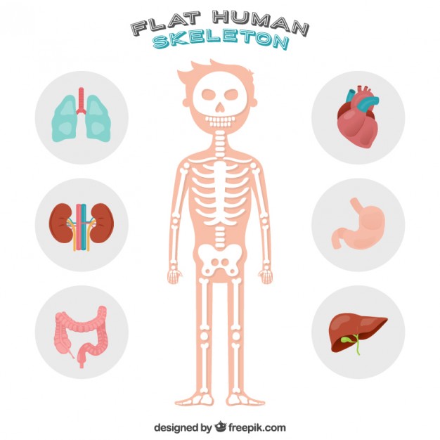 626x626 Skeleton Vectors, Photos And Free Download