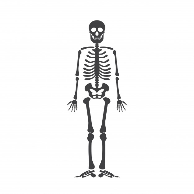 626x626 Skeleton Human Anatomy Vector Halloween Black Skeleton Isolated