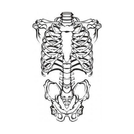 458x458 Human Skeleton Vector Free Vector