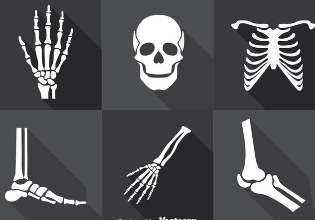 632x443 Human Skeleton Vector Set Free Vector Download Cannypic