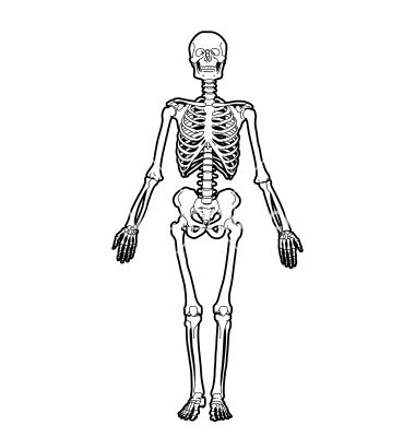 380x400 Human Skeleton Vector Beautiful Things In Human Skeleton