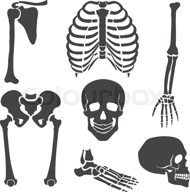 792x800 Human Skeleton Orthopedic And Spine, Stock Vector Colourbox