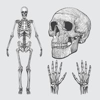 200x200 Skeleton Free Vector Art