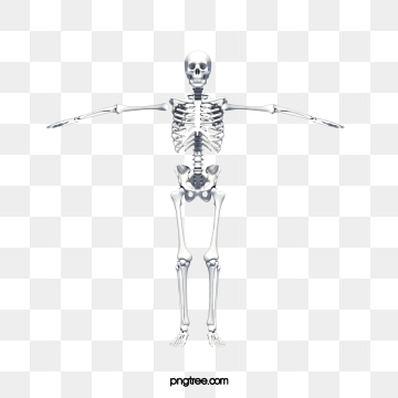 360x360 Skeleton Png, Vector, And Clipart With Transparent Background