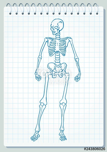 353x500 Skeleton Vector Stock Image And Royalty Free Vector