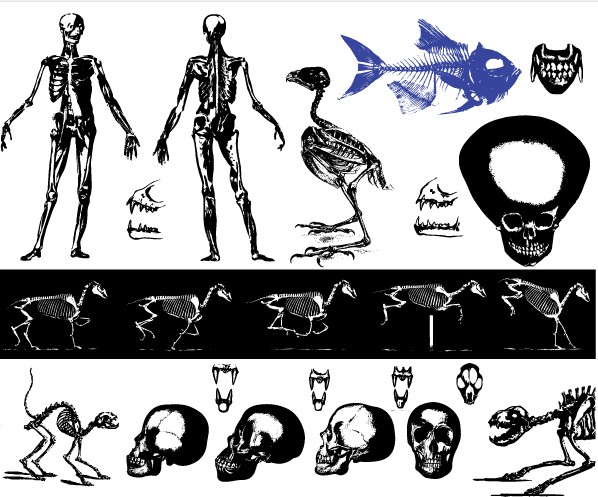 598x497 Free Skeleton Images Vector Set Free Download